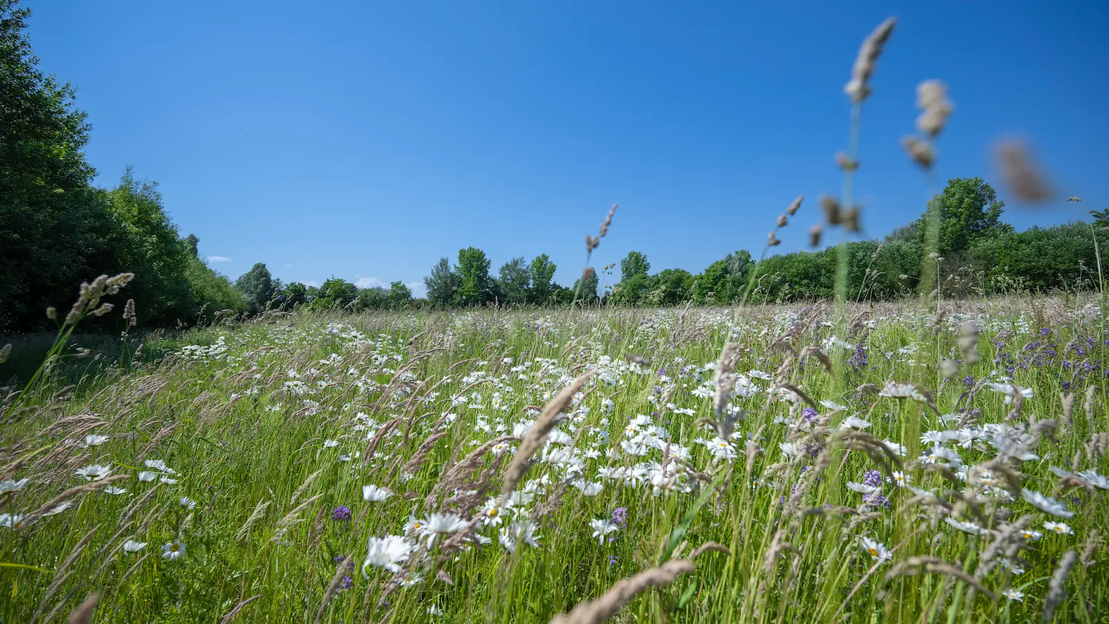 Landschapsbegraafplaats