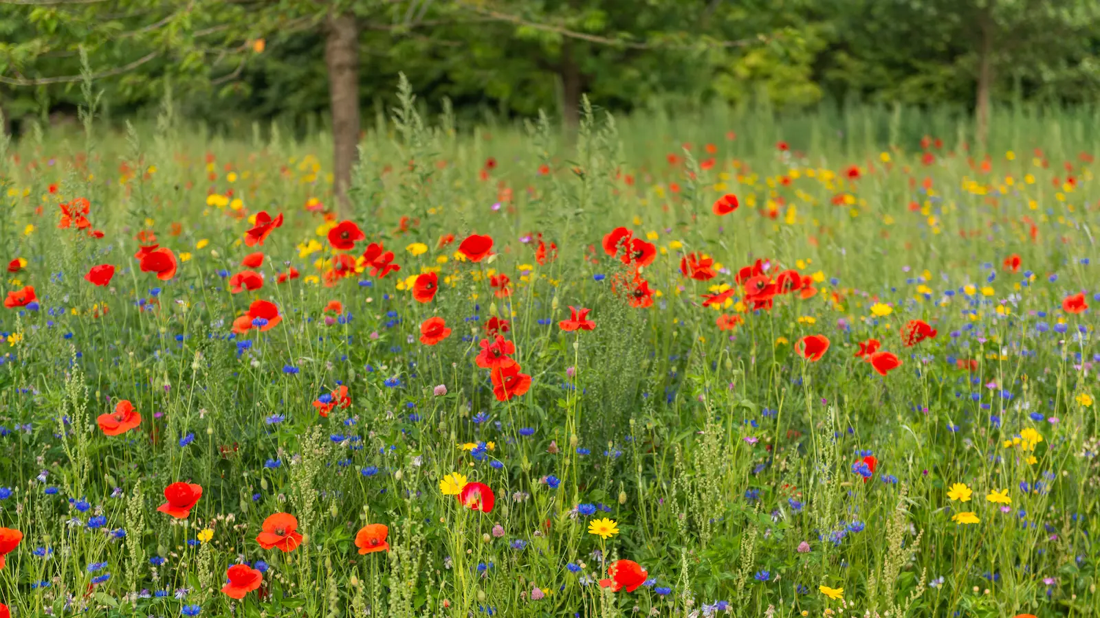 Landschaps-begraafplaats